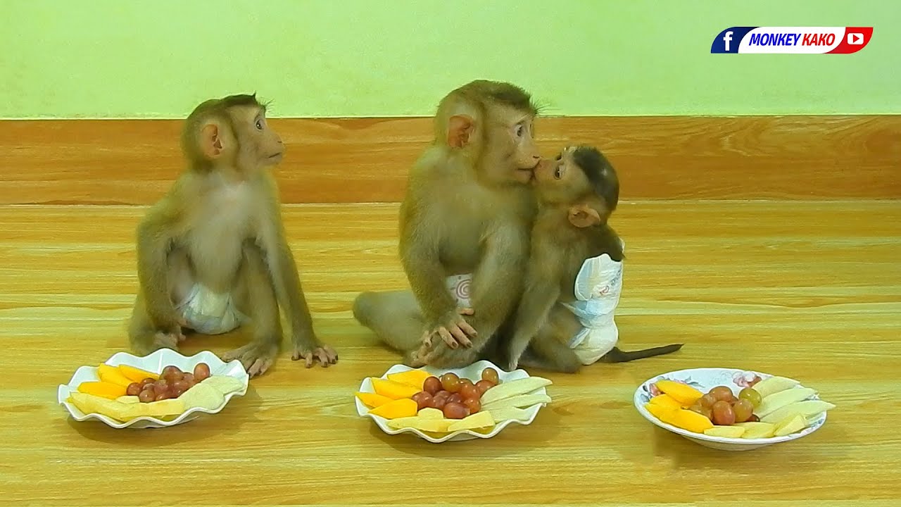 Amazing Family Baby KAKO Have Lunch | Monkey Eating Fruits