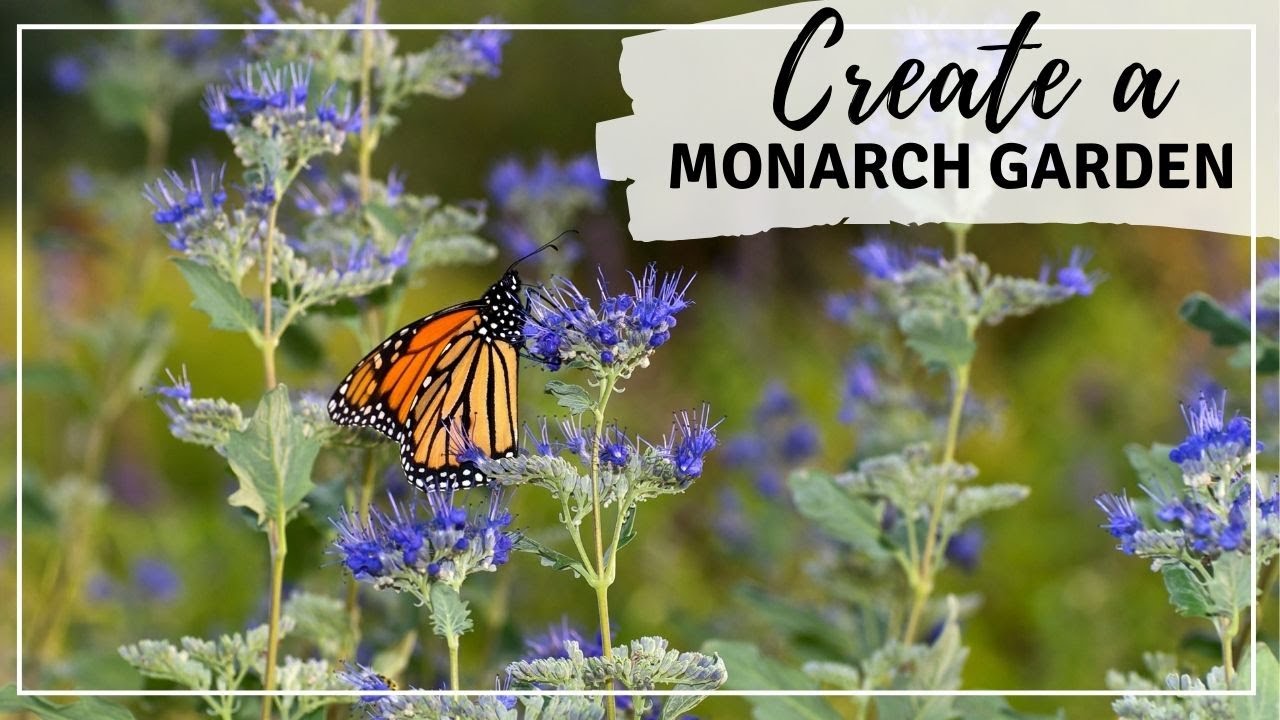 How to Create a Monarch Butterfly Garden in Your Backyard #savethemonarchs