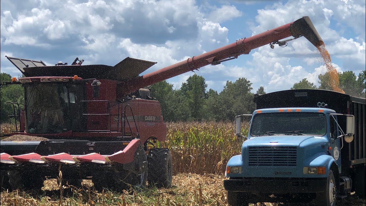 2022 Corn Harvest Has Begun CASE 8230