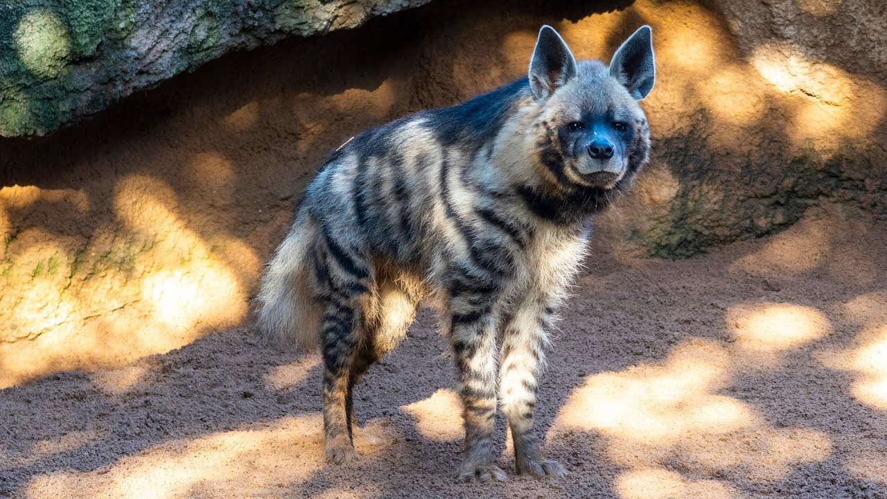 Hiena rayada (Hyaena hyaena) en la sabana africana de BIOPARC Valencia