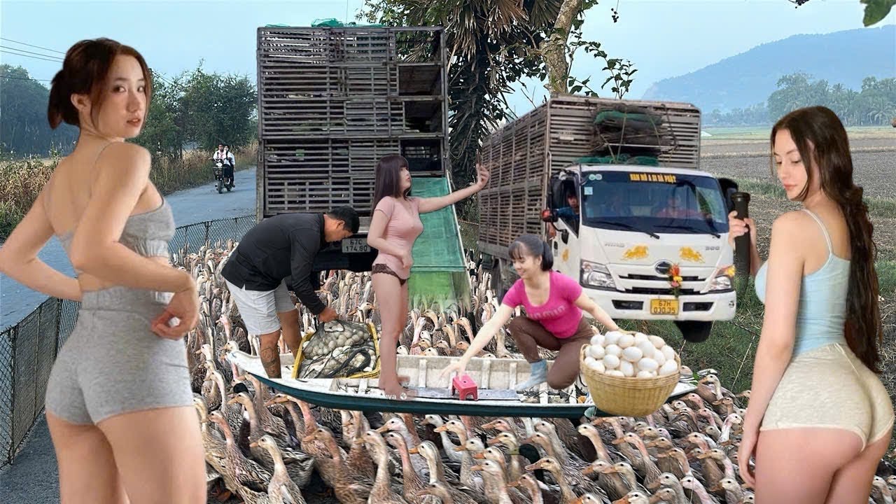 A close-up journey of the dawn breaking as ducks migrate to the new countryside.
