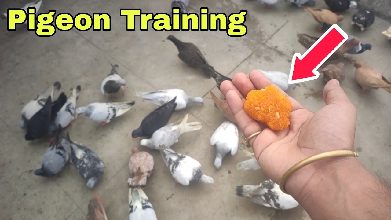 Kabootar Ko Chhat Ka Pakka Kaise Kre | कबूतर को घर का पक्का कैसे करें