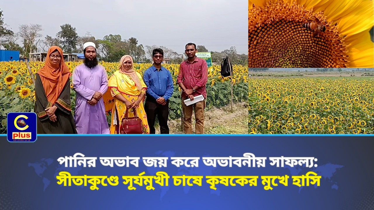 পানির অভাব জয় করে অভাবনীয় সাফল্য : সীতাকুণ্ডে সূর্যমুখী চাষে কৃষকের মুখে হাসি | Cplus