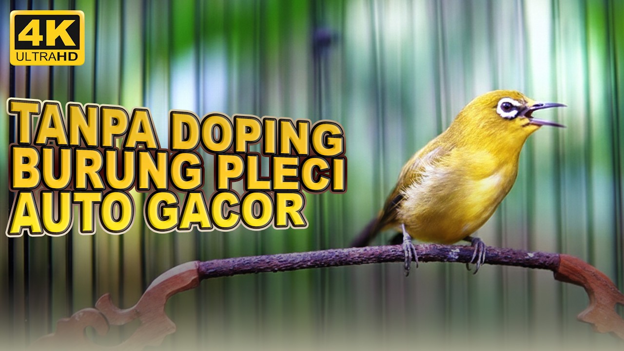 TERAPI BURUNG PLECI MALAM HARI AUTO GACOR | MASTERAN PLECI BAHAN AUTO GACOR BERJAMAAH