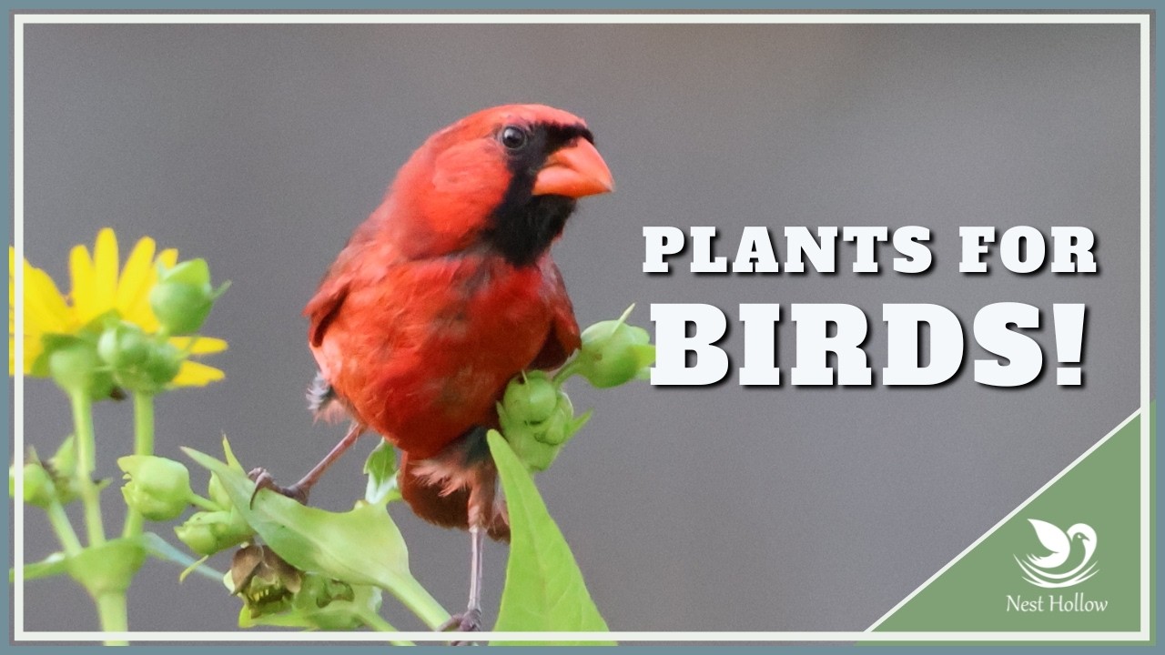 How to Find Plants that Attract Birds - Easiest Tool