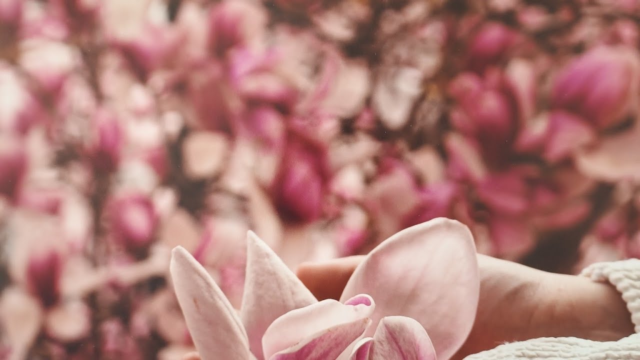 Magnolija