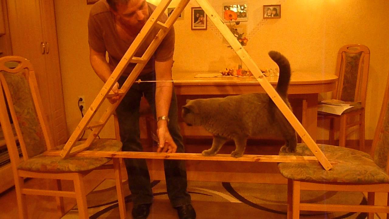 Katzencircus