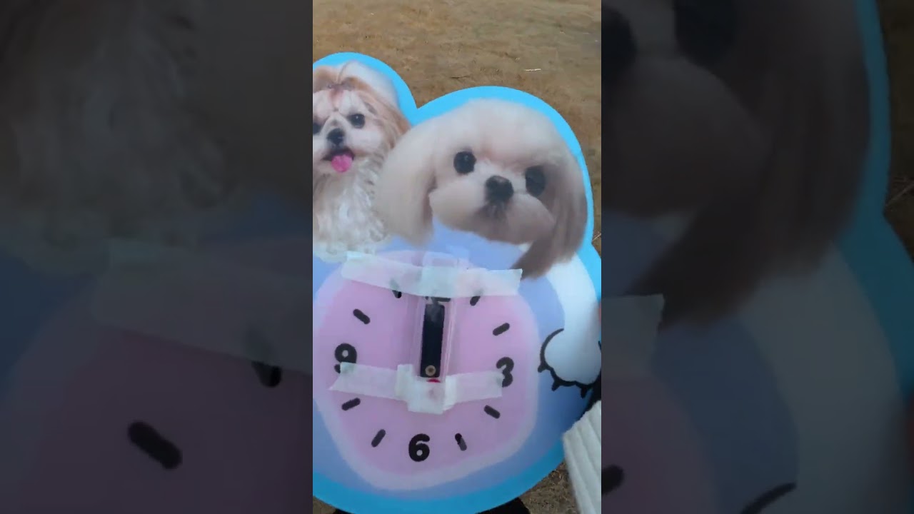 Vlog Watch the pet owner s birthday for the dog from the first perspective. Immersive expe