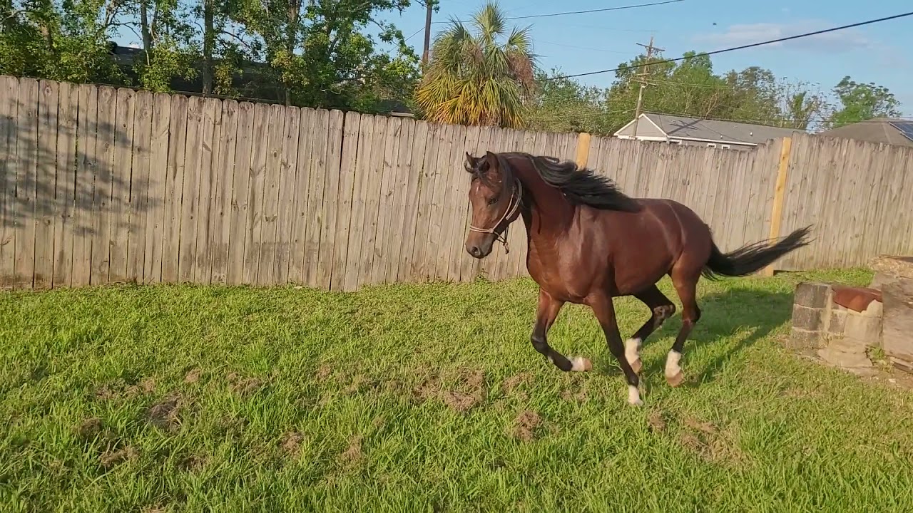 young Arabian horse for sale