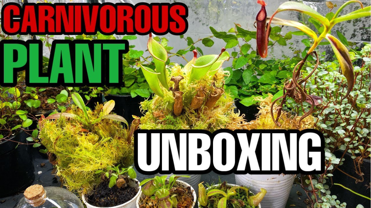 MEAT EATING PLANTS?! Carnivorous Plant UNBOXING!