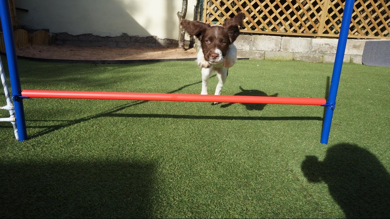 Duke - Springer Spaniel 10 weeks old - Sit,Stay,Lie down,Fetch Training