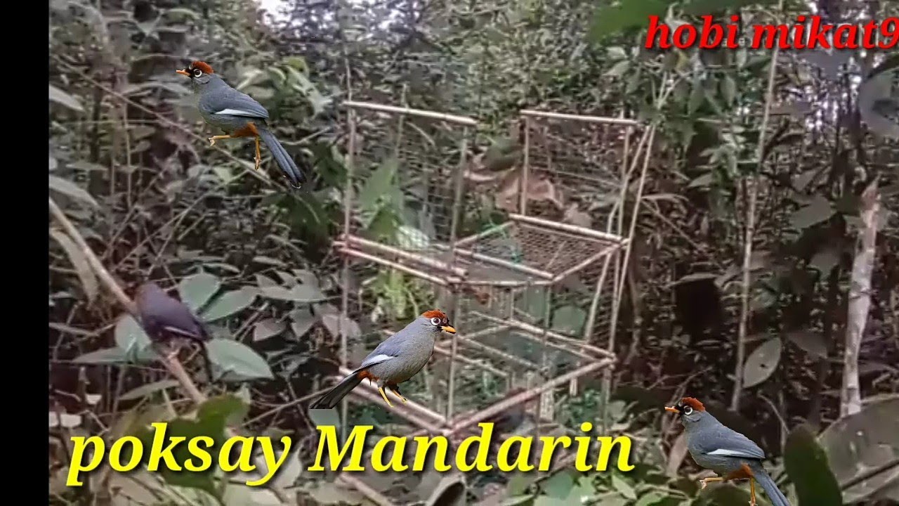 Mikat poksay datang tiga ekor,yang dapat dua ekor