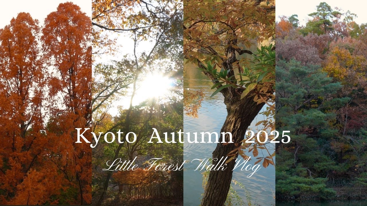 【京都】森を散歩しながら、自然との暮らしを夢想する｜紅葉と秋の光をあつめた一日 ｜ Forest Walking in Kyoto Japan