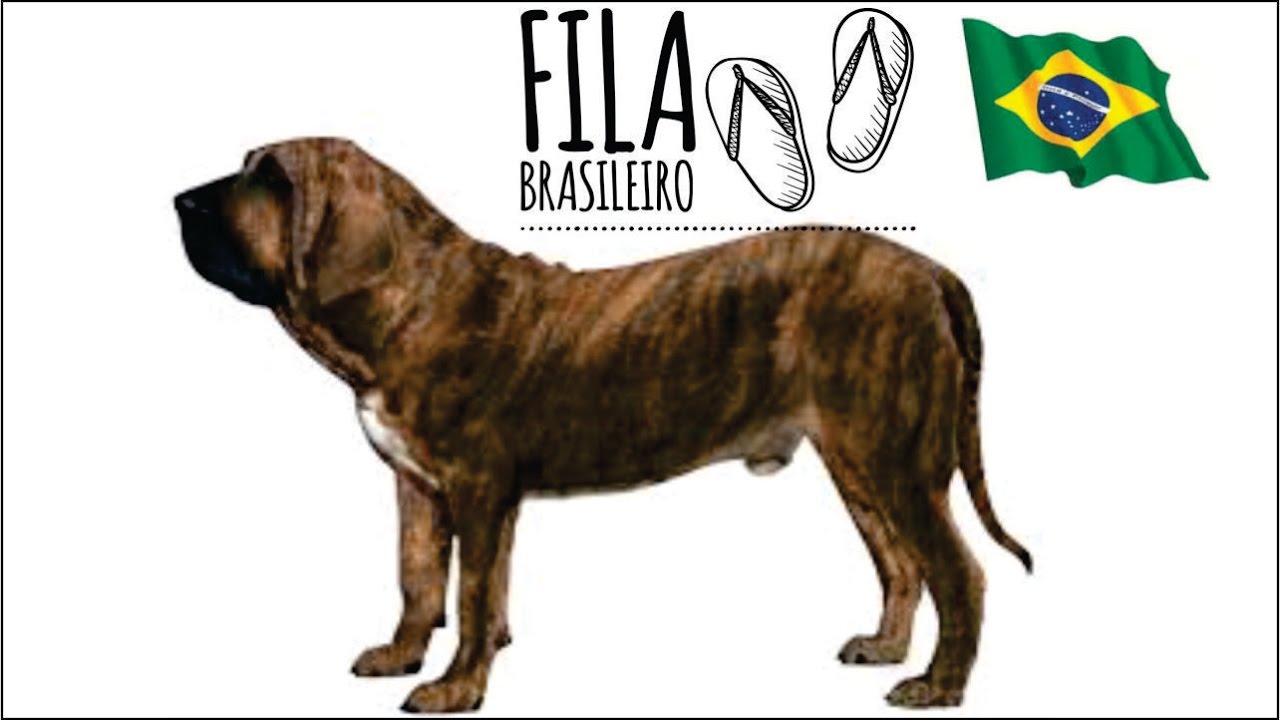 FILA BRASILEIRO o FILA BRASILERO perro fiel y protector. video