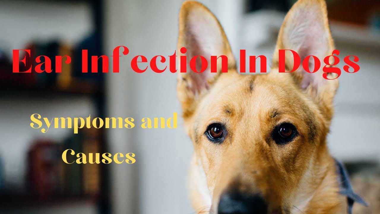 Ear Infection In Dogs [Symptoms And Causes]