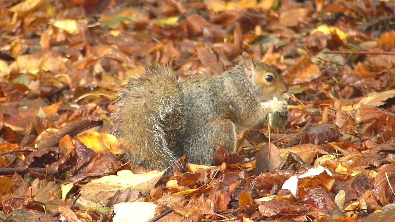Squirrel enjoying a nutty treat