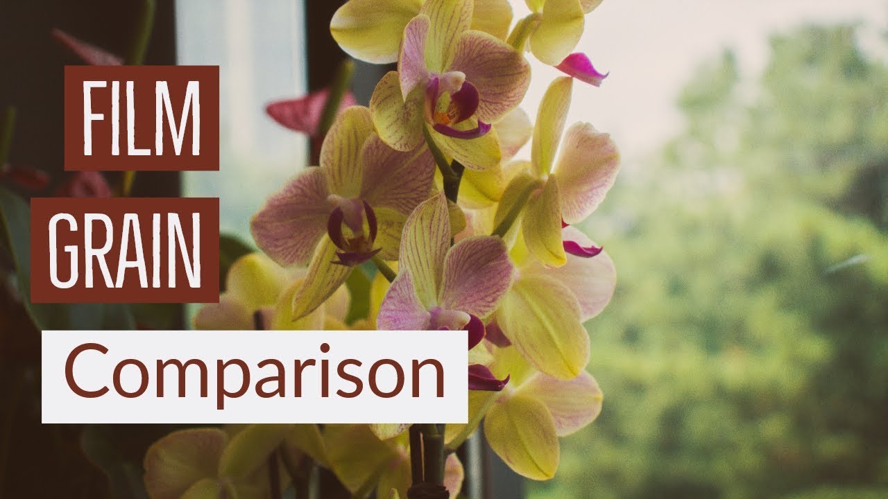 35mm Film Grain Comparison