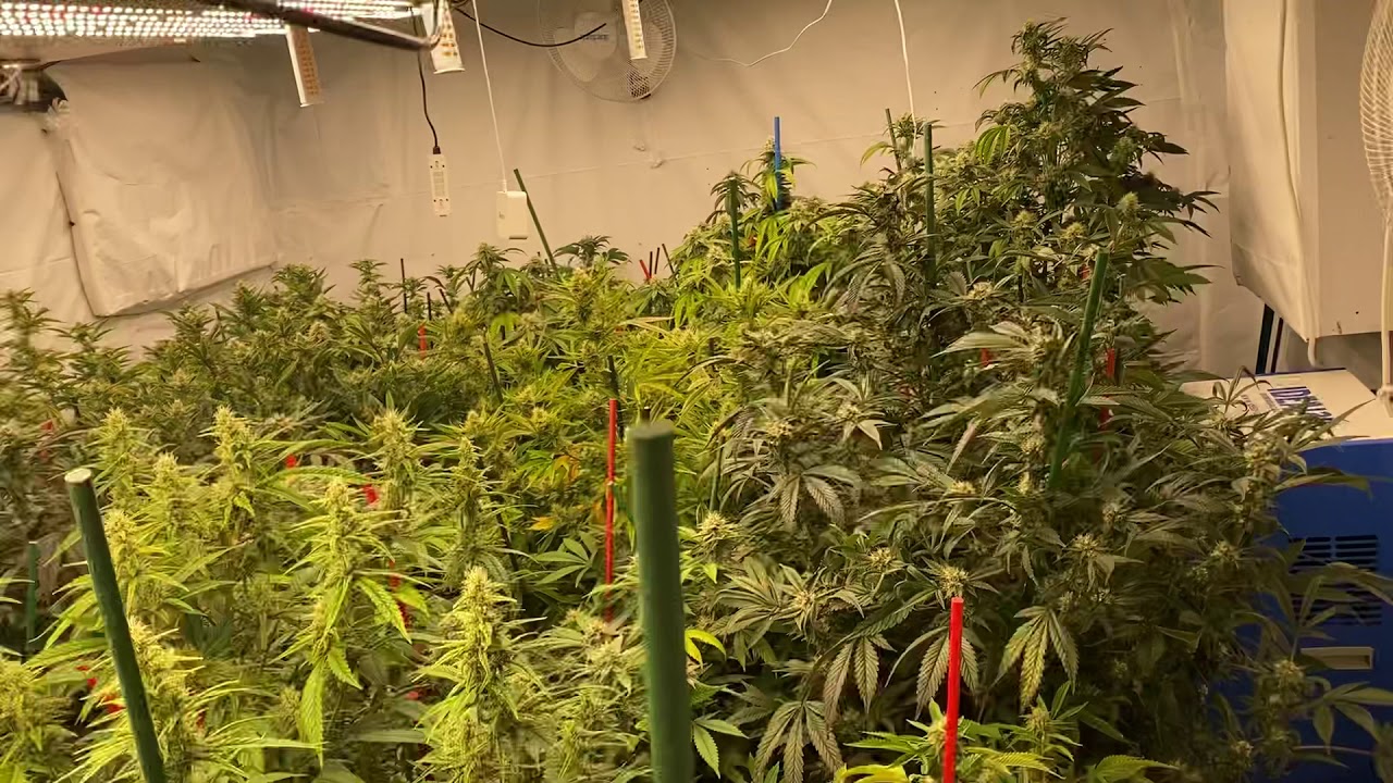 Round 4 - Day 33 Flower HLG 550 LED