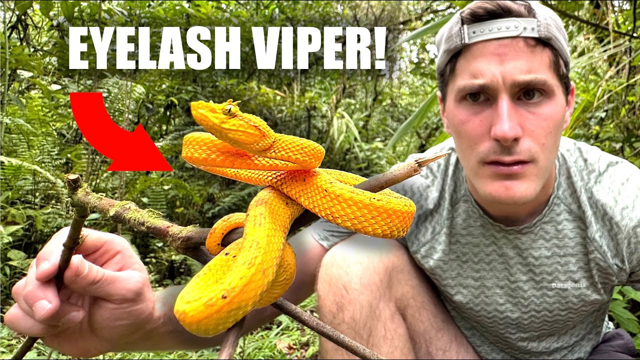 Hunting For Orapel: The Yellow Eyelash Viper!