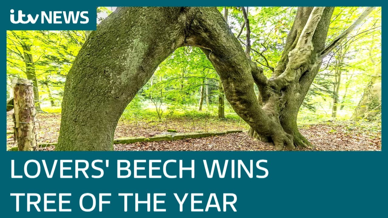 Tree of the Year winners announced | ITV News