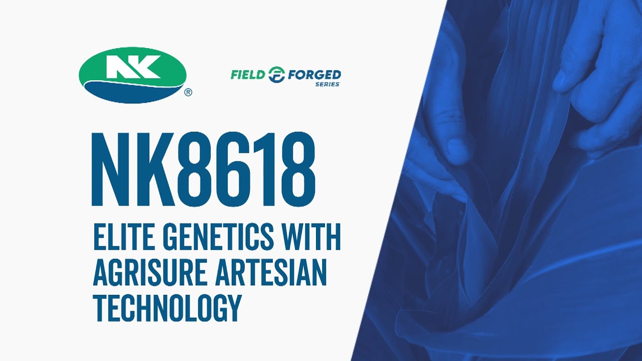 NK Seeds: Choose NK8618 for elite genetics