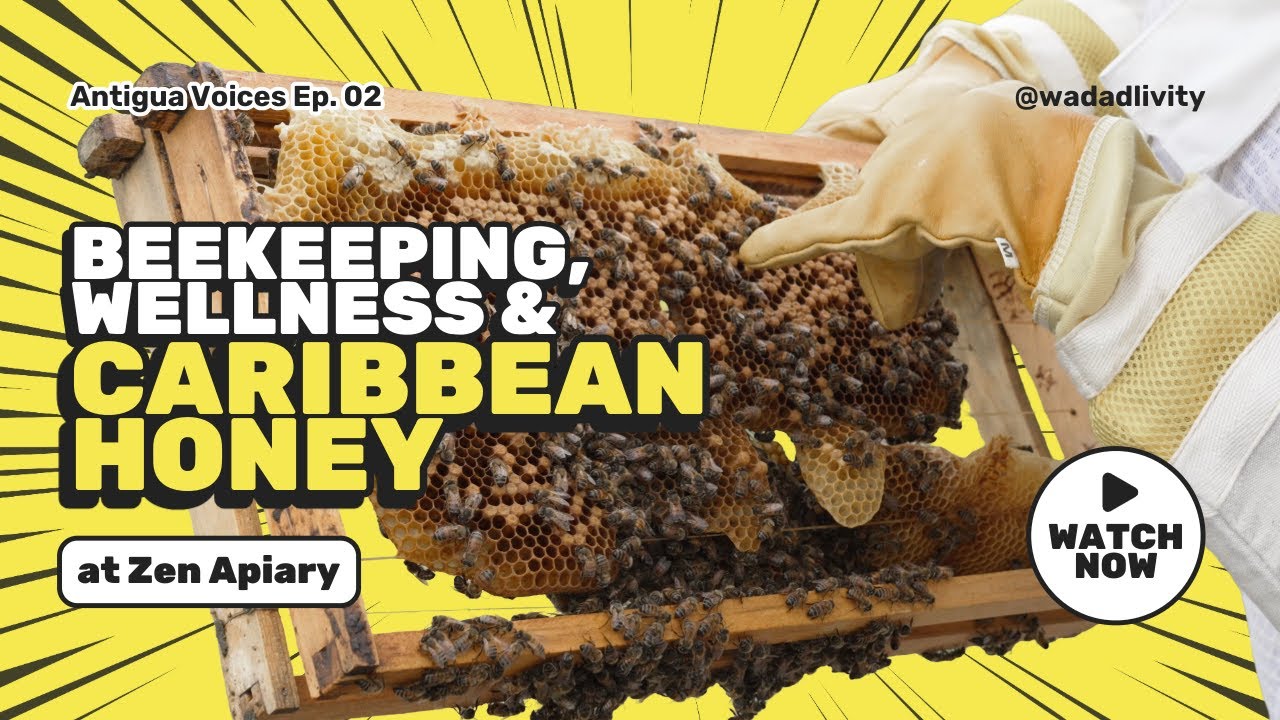 Antigua Voices Ep. 02 - Beekeeping, Wellness & Caribbean Honey at Zen Apiary