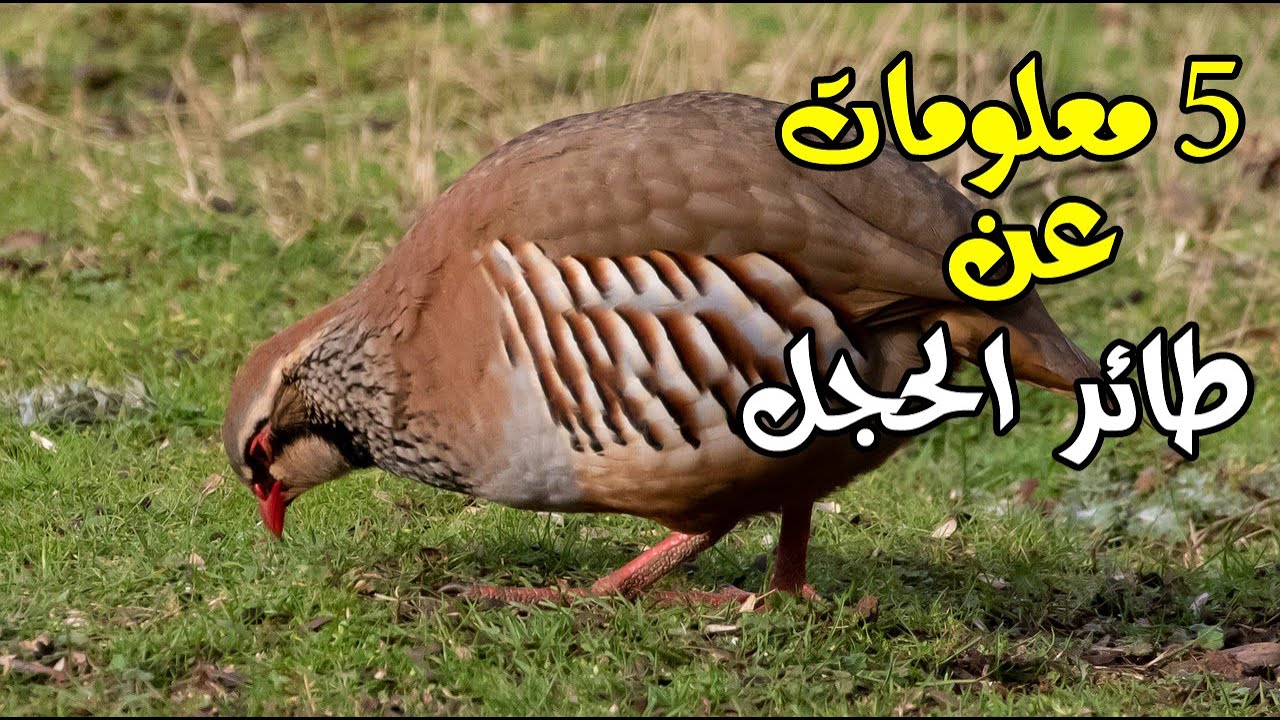 5 معلومات لا تعرفها عن طائر الحجل ج2