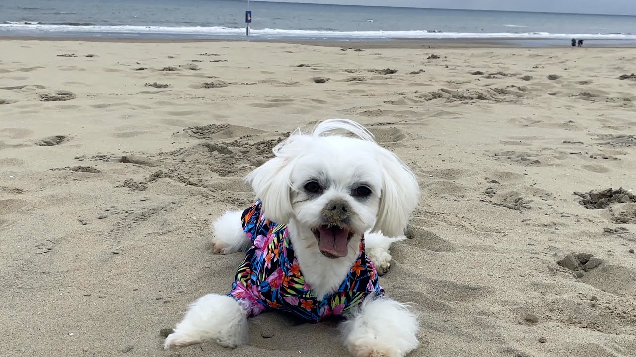 THE MALTESE DOG MALTESEPLICATION ON THE BEACH 😅