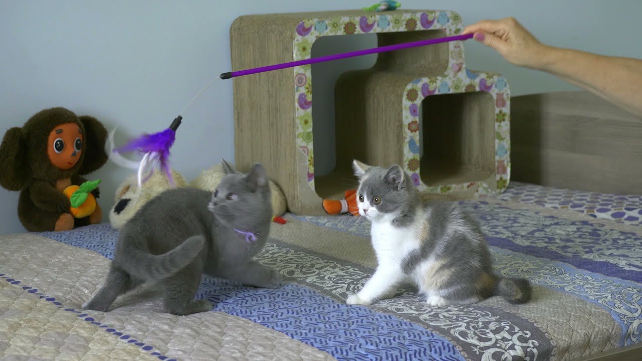 British kitties Romilda & Selesta