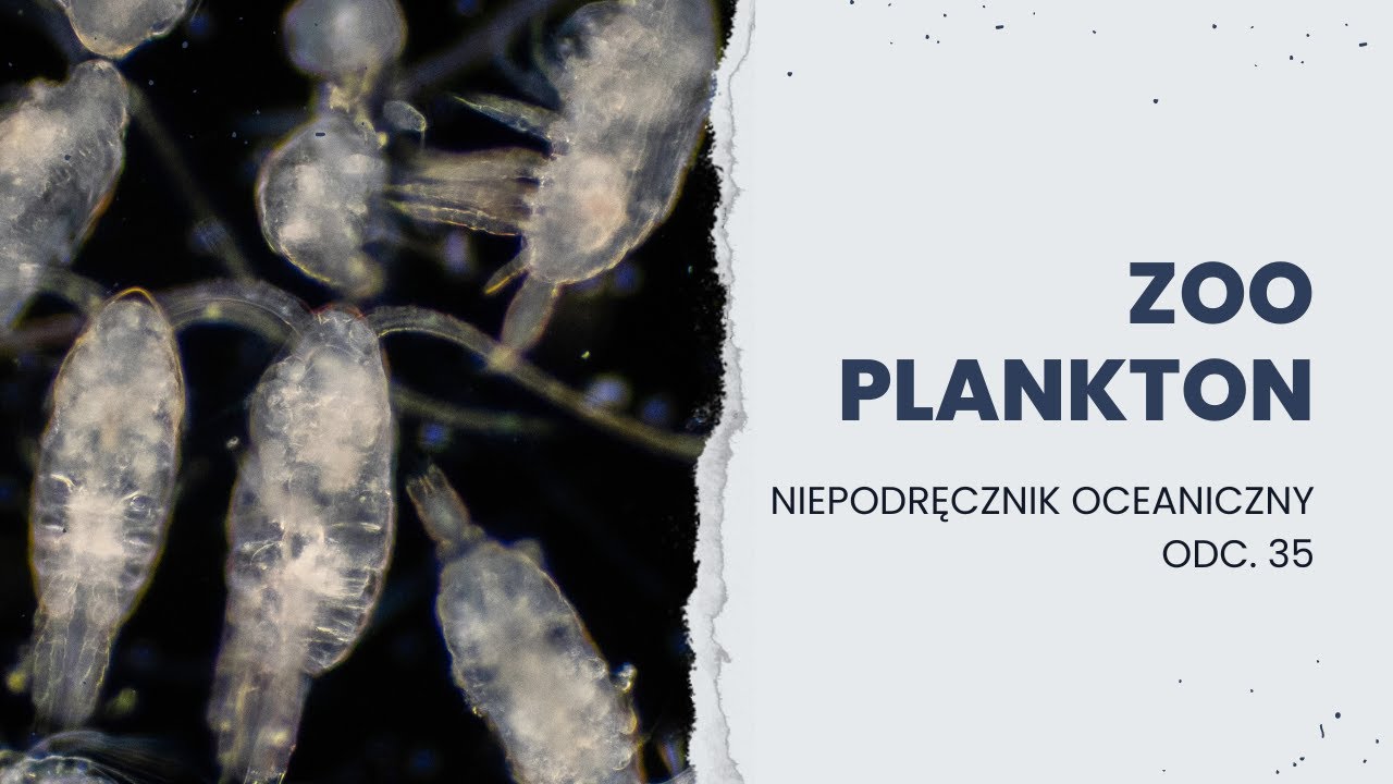 ZOOPLANKTON, czyli niewidzialni mięsożercy i nie tylko || NIepodręcznik Oceaniczny, odc. 35