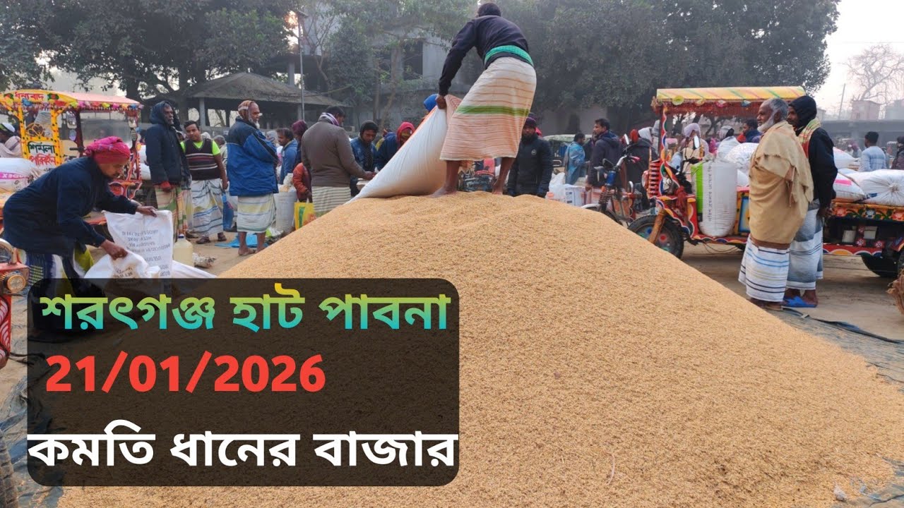 21 January 2026 আজকের ধানের বাজার দর। Paddy rice market price rate in pabna Bangladesh 