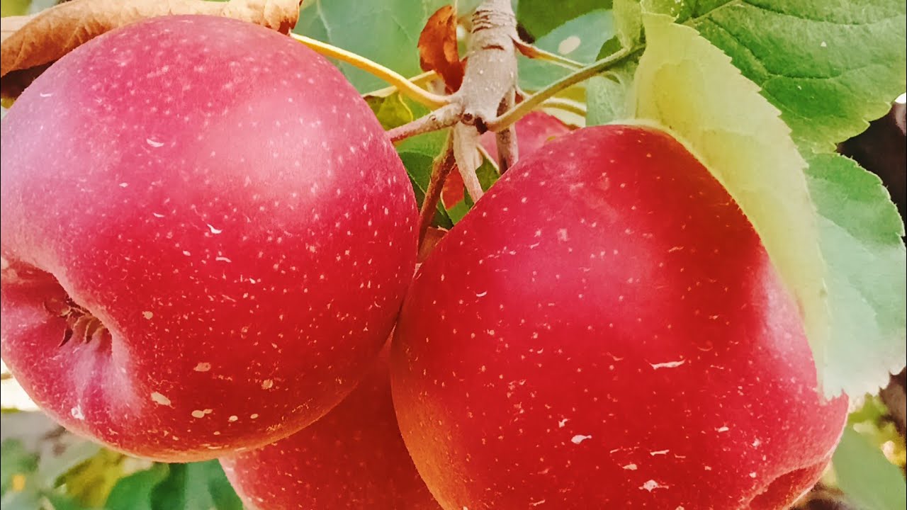 Kashmir__Beautiful Apple Garden🍎🍎||Apple Orchard Tour||🍎🍎#juicy #apple #kashmiri #apple #orchard 