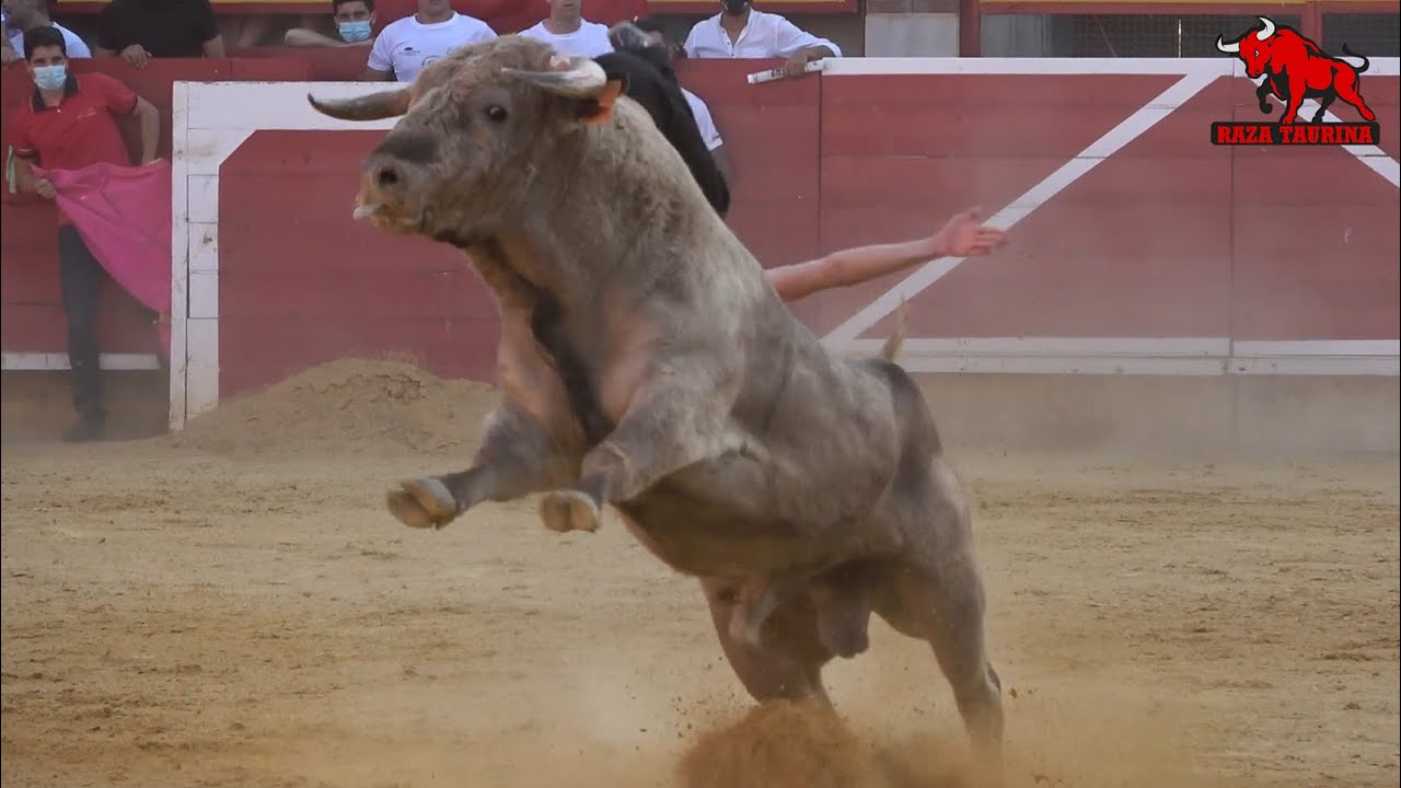 Concurso de cortes, quiebros y saltos. Pucelano de Oro. Laguna de Duero. 10 Julio 2021