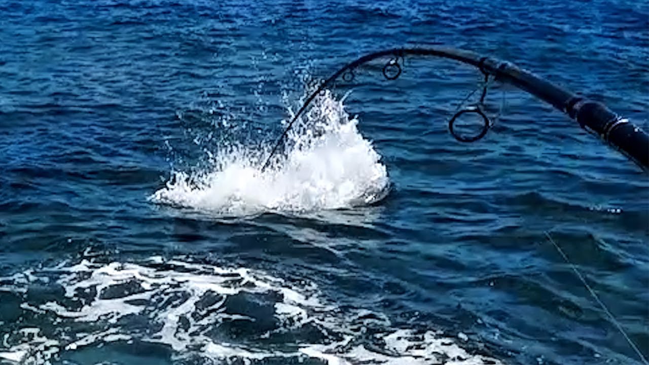 #96 日本でこんなバケモノ釣れるの？！巨大魚だらけの島の堤防でルアーを泳がせたら衝撃の大物が