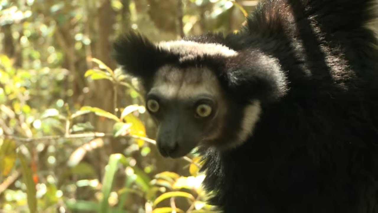 L&eacute;muriens de Madagascar