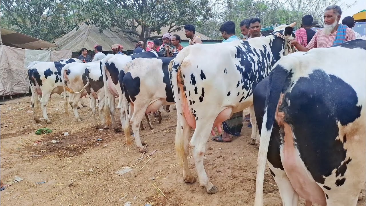 ১৩/৩/২৬/ঈদুল ফিতরের আগে ক্রেতা শূণ্য দুধের গাভীরহাট পানির দা*মে ভাষায় দিতাছে ফ্রিজিয়ান দুধের গাভী!