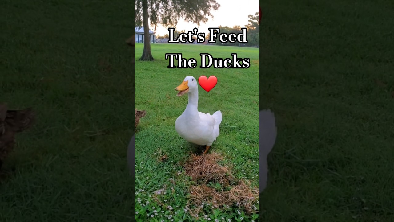 Let's Feed The Ducks ❤️ #duck #birds #toocute #shorts #fyp #cute #iloveducks #funnybirds