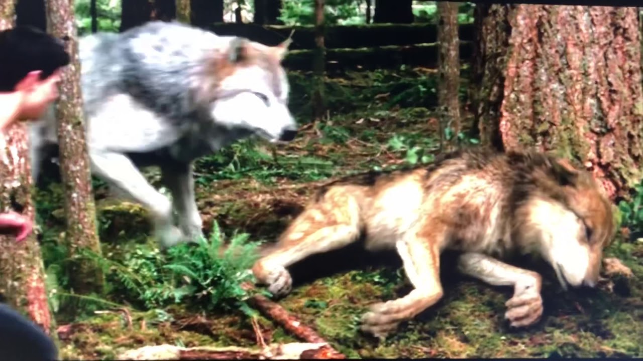 Twilight wolves / never forget you