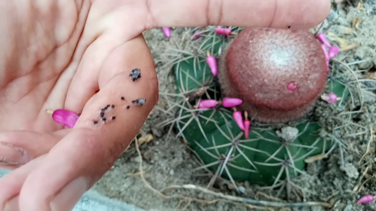 Coroa de Frade - Como são feitas as novas mudas - Como Plantar Coroa de Frade