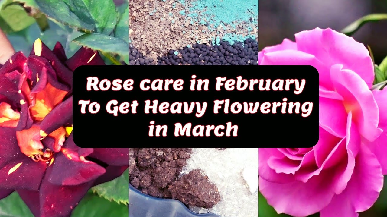 Rose plant care in February To Get Heavy Flowering in March | ROSE CARE 🌹 ✨️ 
