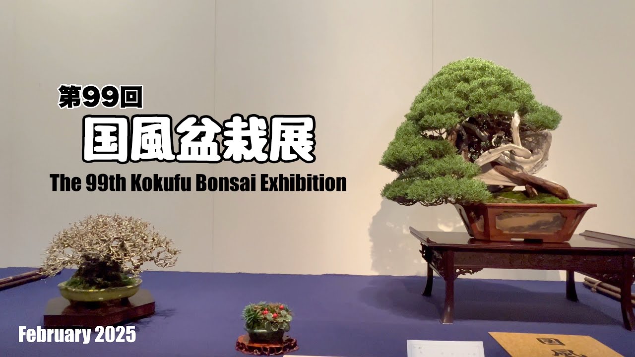 第99回 国風盆栽展／The 99th Kokufu Bonsai Exhibition