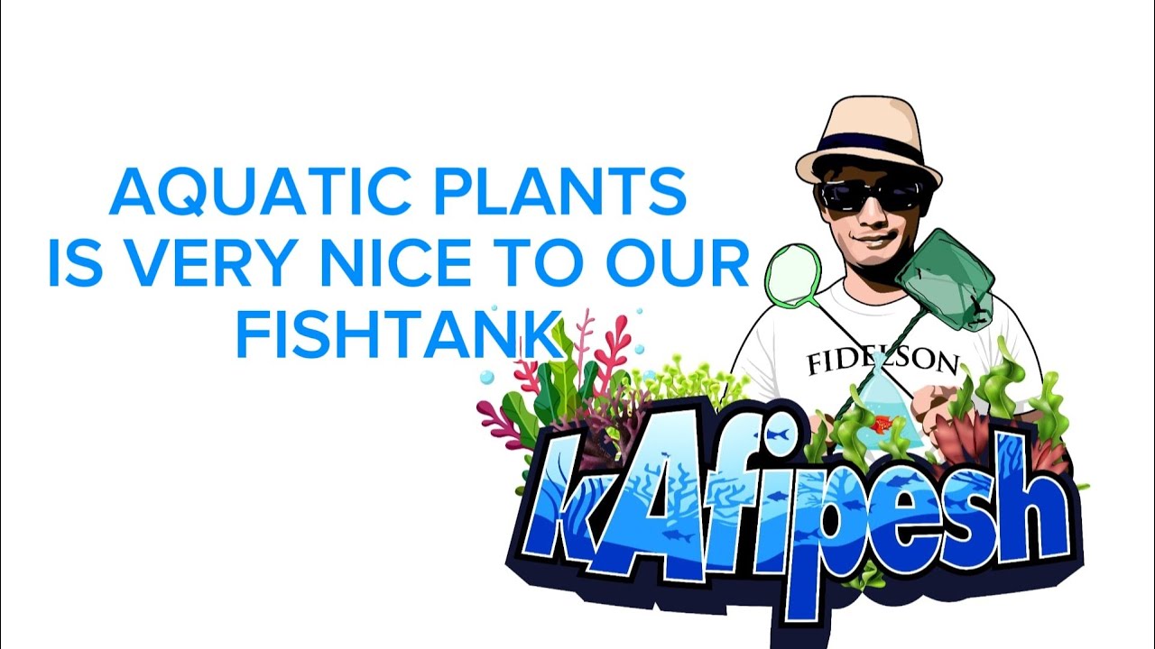 ANOTHER CHAPTER OF KAFIPESH LIFE BEING A FISH KEEPER