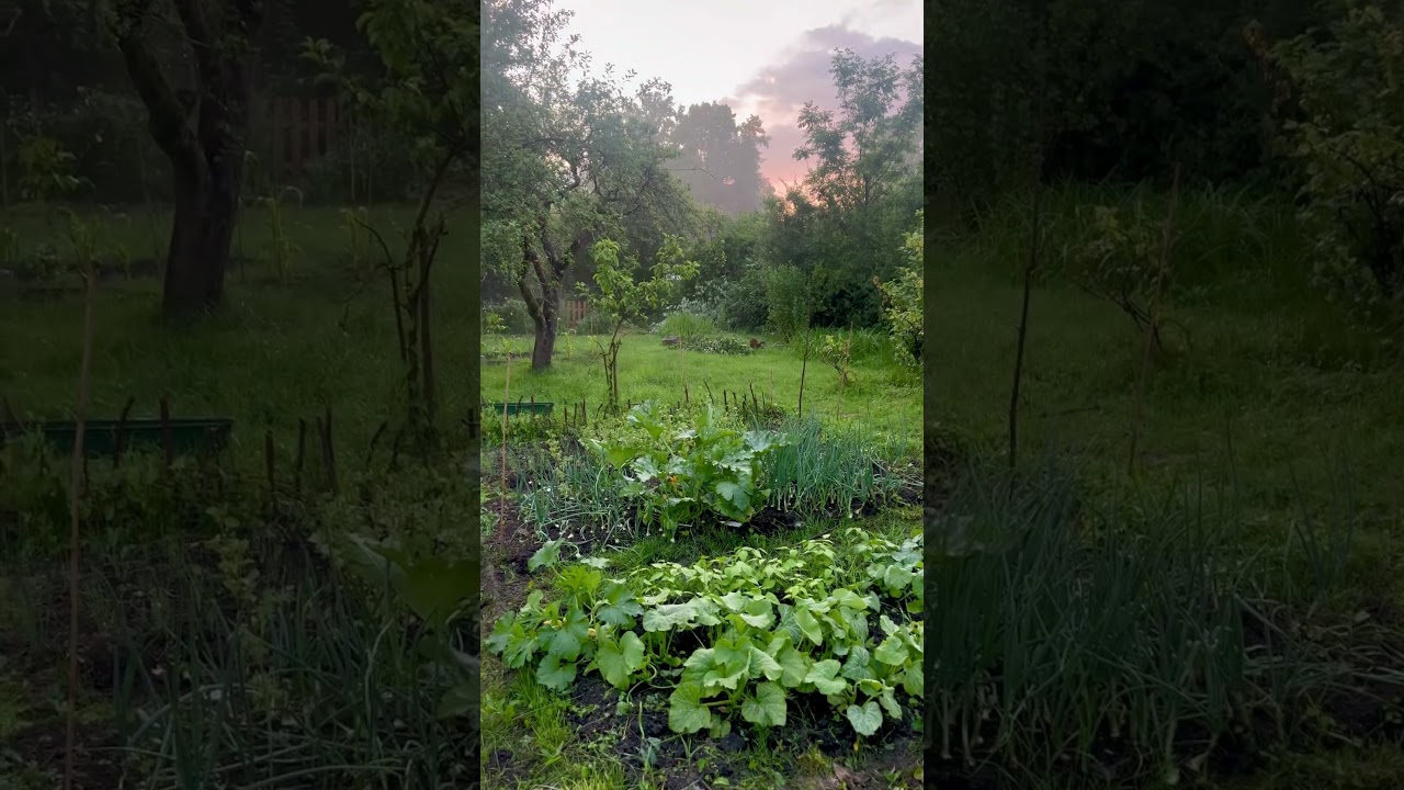 #couplemoments #innature in #garden #evening #gardenplants #wildgarden #orbital