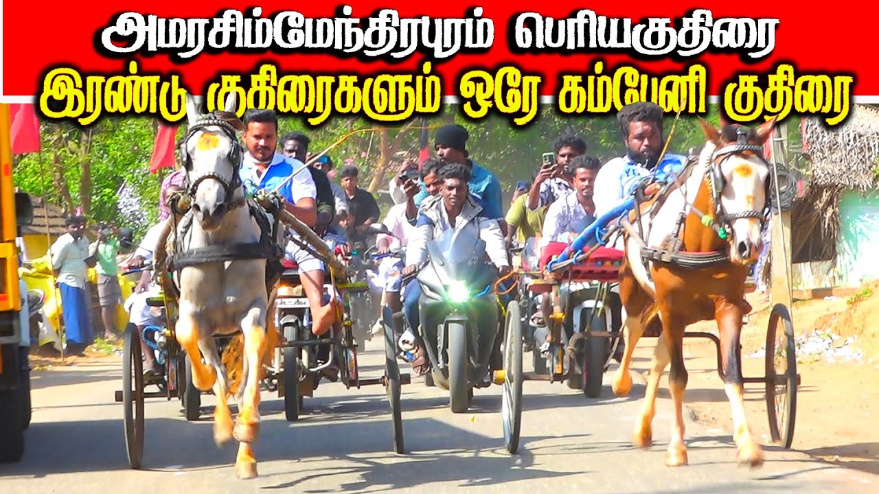 அமரசிம்திராபுரம் பெரியகுதிரை 31.01.2026 #amutham_studio