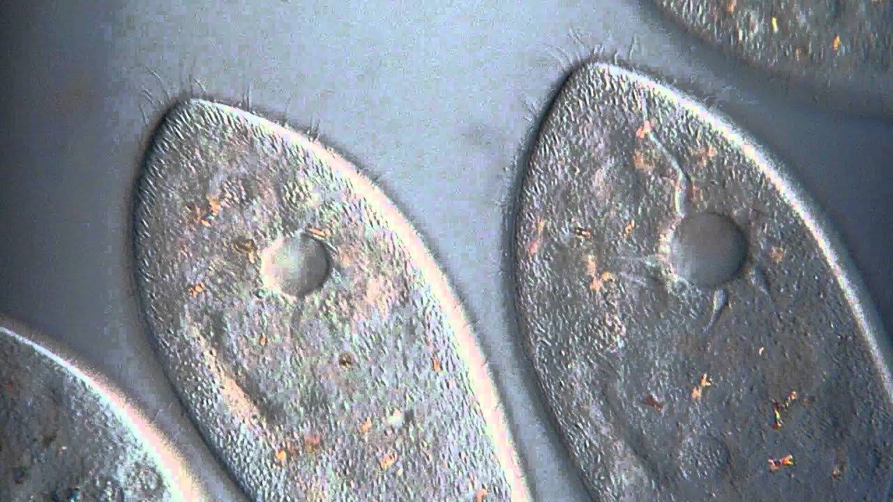 Paramecium caudatum