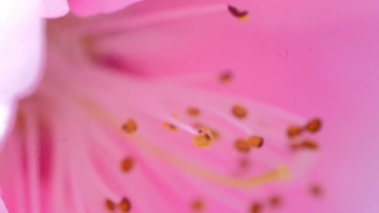 Aeolian Journey - Whispers in Harmony 🌸