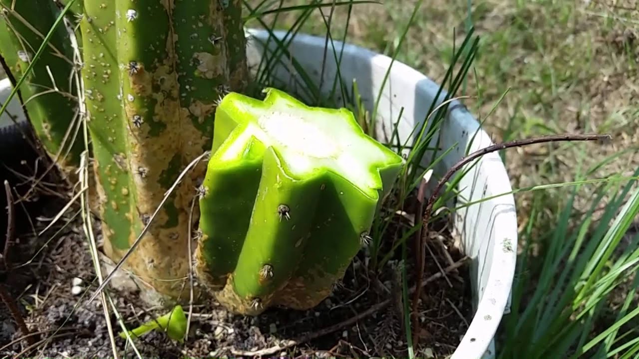Basic how to - cactus cuttings
