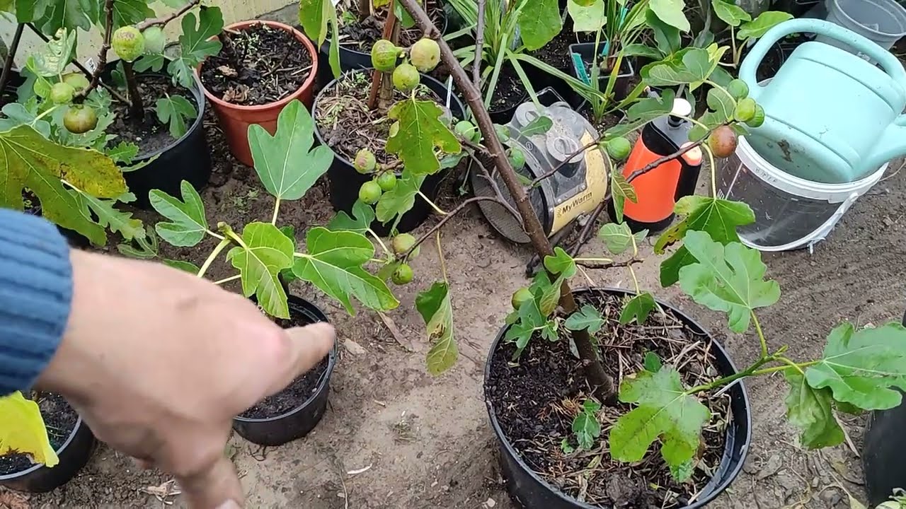 Figi w donniczkach kiedy zabierać do zimowania 🤔
