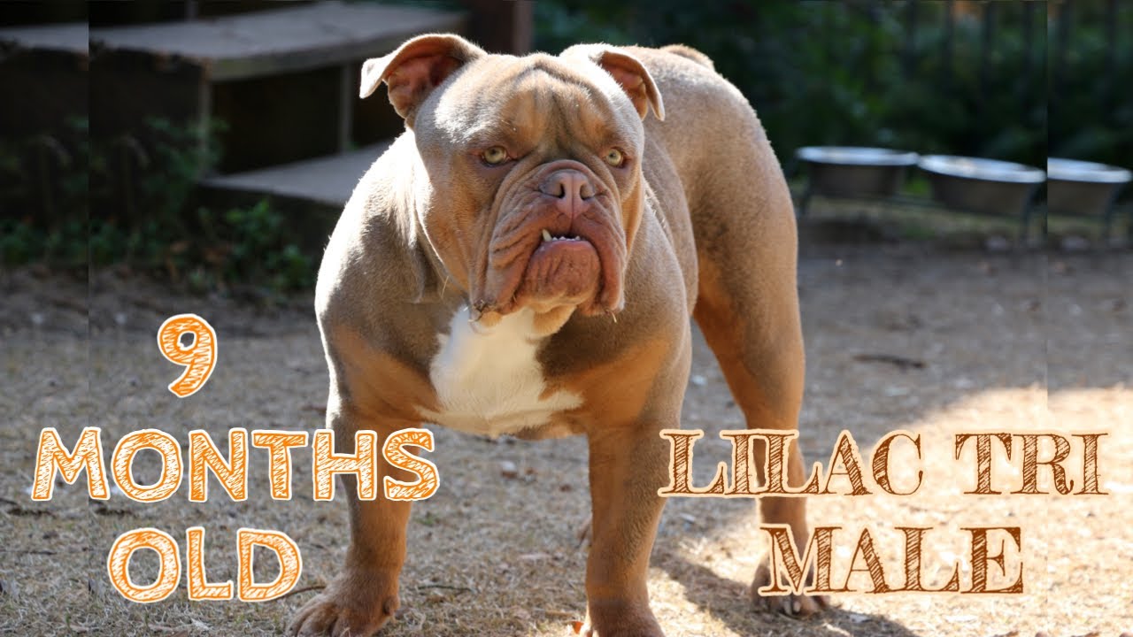 9 MONTHS OLD LILAC TRI BULLDOG | OLDE ENGLISH BULLDOG 🐶