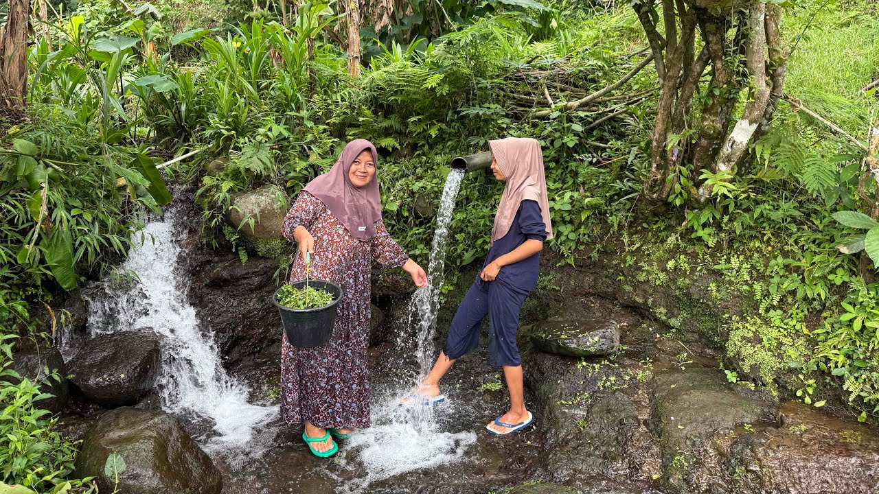 Petik Selada Air Bersama Lek Milah & Lek Santo Di Sawah Yang Ada Pancurannya 